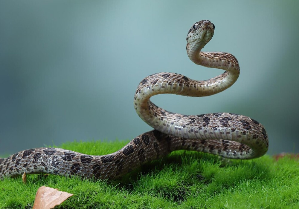 snake اقدامات لازم پس از نیش مار یا عقرب